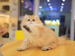 -柚子猫舍·精品猫舍购猫·猫咪认养·购宠·宠物店
