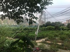 -胡须哥网红竹筒菜