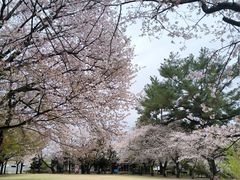 -水前寺成趣园