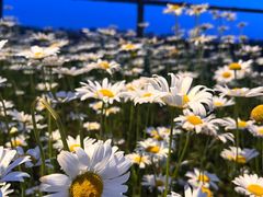 -汉长安城未央宫国家考古遗址公园