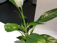 -眉州东坡(通州店)