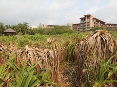 -三亚亚龙湾红树林度假酒店