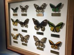 -上海昆虫博物馆