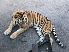 -大连森林动物园