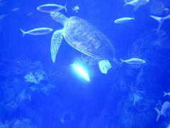 -太平洋海底世界