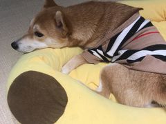 -逗柴咖啡屋·狗咖猫咖宠物桌游