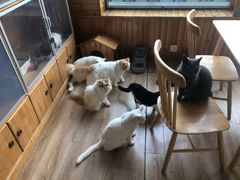 -猫的茶·猫咖
