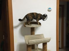 -瑞派康怡24h宠物医院·犬猫医疗中心·微创绝育(瑞景分院)