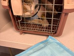 -伟伟宠物医院·CT影像中心·瑞派犬猫综合性门诊(汉口总院)