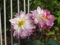 -深圳国际园林花卉博览园