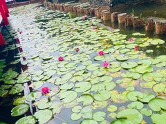 -西昌邛海湿地