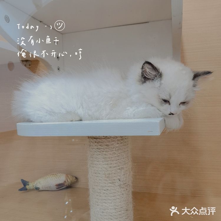 探店 ‖ 一起养宠物,一起快乐吧~