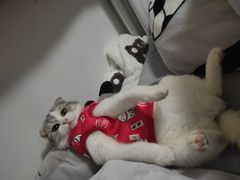 -喵百万·布偶·蓝金金渐层英短·猫舍(百子湾店)