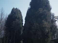 -武陵山森林公园