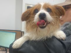 -米苏动物医院·犬猫专科·骨科外科内窥镜