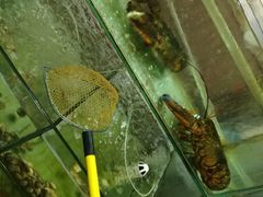 -四海鲜渔家菜(黄金海岸店)