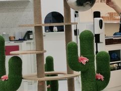 -喵园·猫主题咖啡厅·撸猫·猫咖(国贸店)