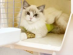 -伟伟宠物医院·瑞派猫友好医院·猫科(光谷店)