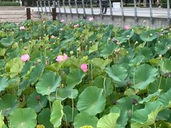 -大望京公园