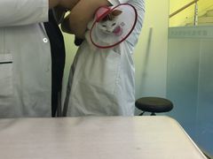 -佳怡动物医院·平价24小时·猫专科骨外科