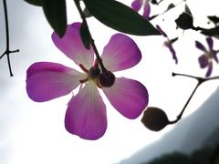 -广州市石门国家森林公园