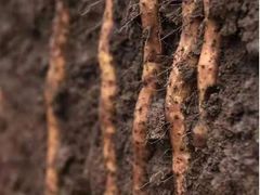 -解家河南菜(商鼎路店)