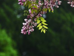 -嘉定紫藤园