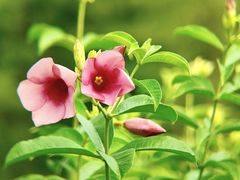 -云溪植物园