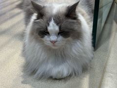 -藏猫猫咖啡主题馆(中央大道店)