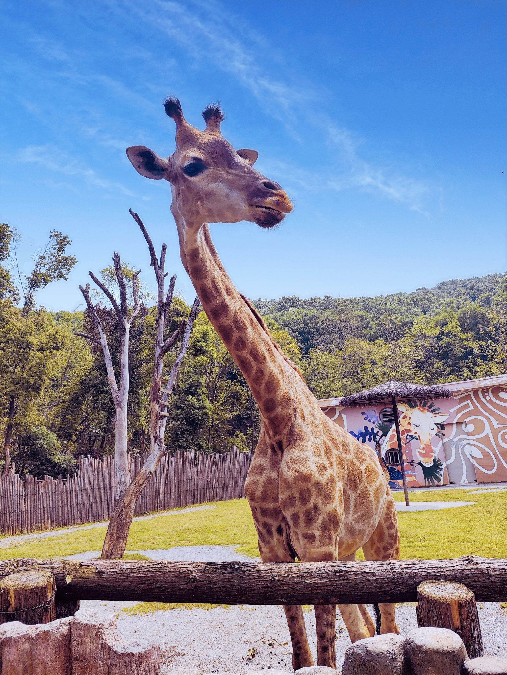 武汉野生动物园亲子游96‖动物98过瘾