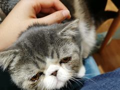 -滚猫咖啡·猫咖·猫友好撸猫(未来城店)