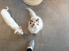 -飞行喵MR PILOT|猫舍·猫咖(静安大融城店)