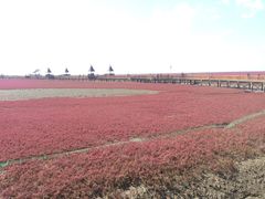 -红海滩国家风景廊道