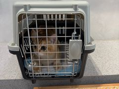 -伟伟宠物医院·CT影像中心·瑞派犬猫综合性门诊(汉口总院)