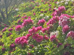 -莲花池公园