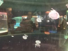 -苏州海洋馆