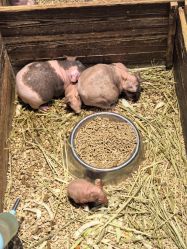 -酷嗒动物文化乐园(cutezoo西溪乐天城店)