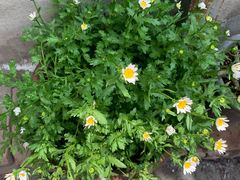 -秦美花卉(天朗·莱茵小城2期店)