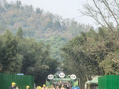 -都江堰中华大熊猫苑