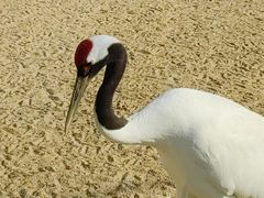 -盐城丹顶鹤湿地生态旅游区