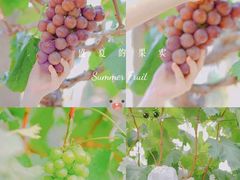 -马陆小张葡萄园农家乐