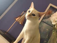 -Heymao猫咖.咖啡厅(东门店)