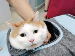 -纳吉亚猫专科动物医院·北北分院