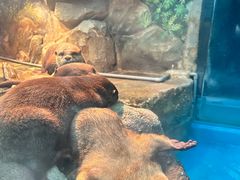 -重庆欢乐海底世界