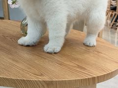 -柴犬小屋·柴餐厅·狗咖食堂(金鼎广场店)