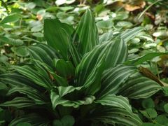 -广西壮族自治区药用植物园