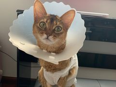 -纳吉亚猫专科动物诊疗中心(蒋宅口分院)