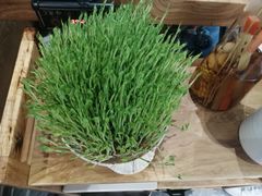 -好彩猪肚鸡(正弘城店)