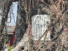 -大槐树寻根祭祖园