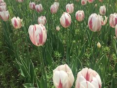 -长春公园(普阳街道)